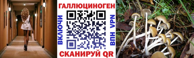 наркотики Балаково Псилоцибиновые грибы мицелий